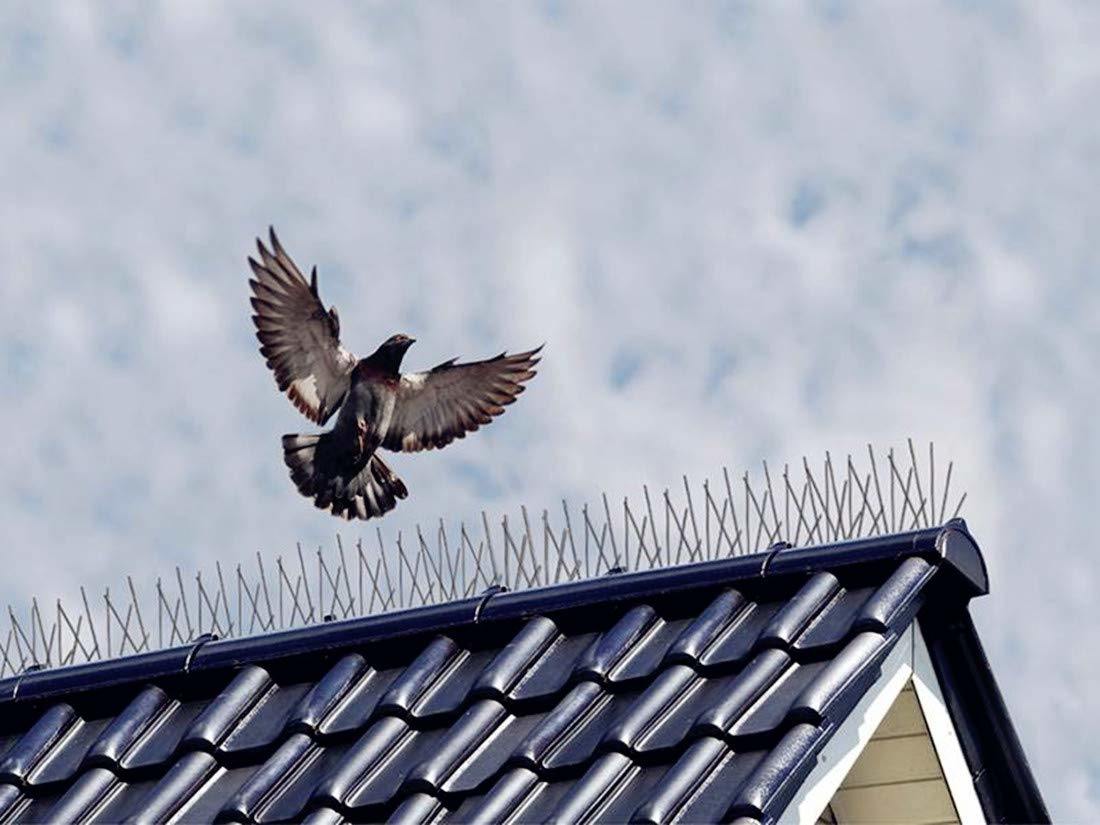 bird spikes