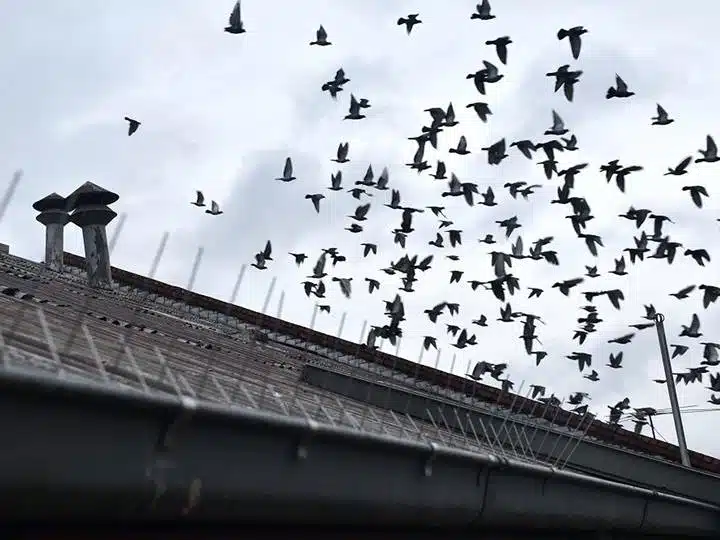 bird spikes dubai